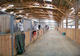 Écurie du Chouquet - Centre Equestre à Bacqueville