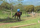 Écuries de la Costa Verde - Centre Equestre à Moriani Plage