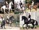 Equitation Française & Patrimoine équestre - Club et Association à Thiescourt (60)