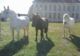 Equus Loisirs - Randonnée, Equitation, balade équestre à Cheval à Braine (02)