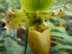 Avis et commentaires sur Exposition-vente d'orchidées