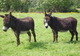 Ferme des ânes et Compagnies - Au rythme des sabots - Camping à Nanton