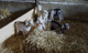 Ferme du Cabri (élevage de chèvres et produits fer - Produits et Terroir à Nordheim