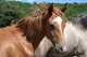 Hobby Farm - Centre Equestre à Bréau-et-Salagosse