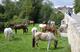 Horse Dreams - Centre Equestre à Achères-la-Forêt