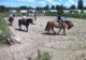 La Pause équestre - Centre Equestre à Genets (50)