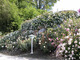 La Roseraie de Barbary - Parc et jardin à Saint-Vincent