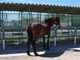 Le Cheval Andalou - Centre Equestre à Saint-Cyprien