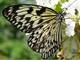 Le Tropique du Papillon - Serre à Papillons à Elne (66)