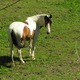Ferme Equestre Les Longues Pistes - Randonnée à Cheval à Alliat