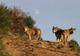 Les Loups du Gevaudan - Parc animalier à Saint-Léger-de-Peyre