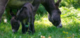 Les ânes Sont Dans le Pré - Randonnée avec Ane à Carhaix (29)