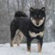 Avis et commentaires sur Shiba Inu By Kyub'Isae