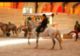 Syndicat Mixte du Haras National de Lamballe - Spectacle Equestre à Lamballe (22)