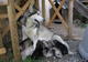Avis et commentaires sur Valg'aux Loups - Alaskan Malamutes