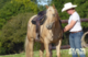Willo Horse - Centre Equestre, Pension pour chevaux, Equitation western à Montrabot (50)