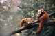 Vidéo Zoo des Sables Dolonne