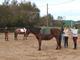 Atelier découverte de l'équitation près de Nantes - Randonnée à Cheval - Saint-Julien-de-Concelles