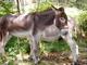 Balade avec un âne et goûter du terroir dans la Creuse - Randonnée Pédestre - Sardent