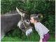 Balade avec un âne et goûter du terroir en famille dans la Creuse - Baptême Avion de Voltige - Sardent